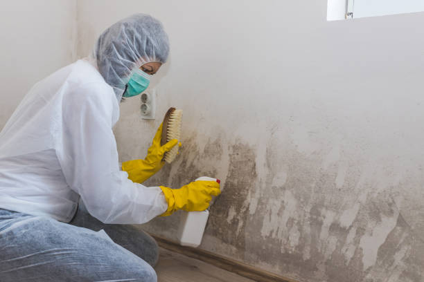 Best Asbestos and Lead Testing During Mold Inspection  in South Windham, CT